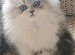 Silver Shaded Chinchilla 5 - Persian Cat For Sale - VA, US