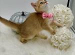 Freya - British Shorthair Kitten For Sale - Fairfax, VA, US