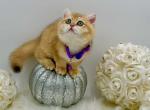 Winter - British Shorthair Cat For Sale - Fairfax, VA, US