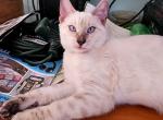 Snow Female Purple Collar - Bengal Kitten For Sale - Bradner, OH, US