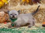 Pearl & Lucious green collar boy - Exotic Kitten For Sale - Conroe, TX, US