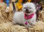 Pearls pink collar - Exotic Cat For Sale - Conroe, TX, US