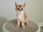 Wendy - Scottish Straight Cat For Sale - Levittown, PA, US