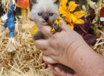 Pearl's yellow collar - Exotic Kitten For Sale - Conroe, TX, US