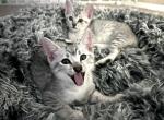 Mauma Mia Odesa & Kyiv - Egyptian Mau Kitten For Sale