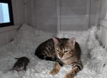 Kitties 1 - Bengal Kitten For Sale - Miami, FL, US
