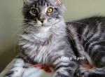 Cynthia - Maine Coon Cat For Sale - Ann Arbor, MI, US