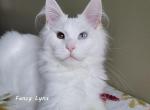 Claudius - Maine Coon Cat For Sale - Ann Arbor, MI, US