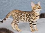 Kiara - Bengal Kitten For Sale - 