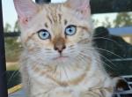 Cloud - Bengal Kitten For Sale - Punta Gorda, FL, US