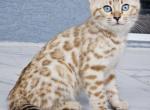 Cleo - Bengal Kitten For Sale - 