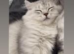 Silver boy - Scottish Fold Cat For Sale - Tukwila, WA, US