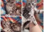 Female solver - Maine Coon Kitten For Sale - Monroe, MI, US