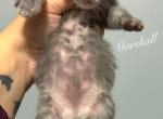 Marshall - Maine Coon Kitten For Sale - Greensburg, IN, US