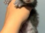 Barney - Maine Coon Kitten For Sale - Greensburg, IN, US