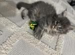 Miki - Maine Coon Kitten For Sale - Westfield, MA, US