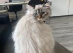 Henesse - Siberian Cat For Sale - Norwalk, CT, US