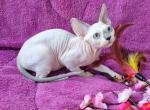 Iriska - Devon Rex Cat For Sale - Norwalk, CT, US