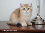 Shantaren Shakh Arni ny11 color - British Shorthair Kitten For Sale - San Francisco, CA, US