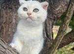 Art - Scottish Fold Cat For Sale - Nashville, TN, US