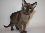 Lola - Burmese Cat For Sale - Norwalk, CT, US