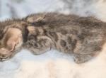 Blue Lily - Bengal Kitten For Sale - Battle Ground, WA, US