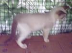 Bluepoint Snowshoe - Snowshoe Kitten For Sale - Walterboro, SC, US