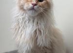 Isabella - Maine Coon Cat For Sale - Staten Island, NY, US