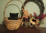 Mina - Domestic Kitten For Adoption - Covington, KY, US