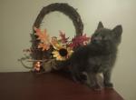 Grimm - Domestic Cat For Adoption - Covington, KY, US