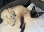 Moosha kittens - Balinese Cat For Sale - Philadelphia, PA, US