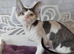 Jack - Devon Rex Cat For Sale - Brooklyn, NY, US