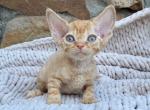 Marlee - Devon Rex Cat For Sale - Brooklyn, NY, US