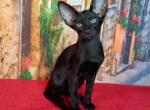 Gomez - Oriental Cat For Sale - Brooklyn, NY, US