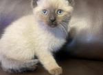 Siamese - Siamese Kitten For Adoption - Chicago, IL, US