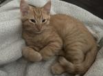 Garfield - Bengal Kitten For Sale - Concord, NH, US