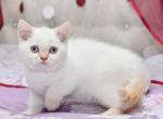 Chip - Scottish Straight Cat For Sale - NY, US