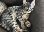 Jack - Bengal Kitten For Sale - Concord, NH, US