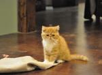 Little Red - Exotic Cat For Sale - Talco, TX, US