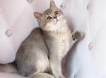 Male Blue golden ay - British Shorthair Cat For Sale - Los Angeles, CA, US