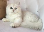 Male silver point longhair - British Shorthair Cat For Sale - Los Angeles, CA, US