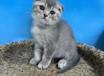 Tom - Scottish Fold Cat For Sale - Renton, WA, US