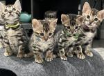 Slightly Wilde Bengals Kona x Meeko - Bengal Kitten For Sale - Marietta, OH, US
