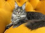 Teddy - Maine Coon Cat For Sale - Brooklyn, NY, US