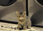 Laverne - Exotic Cat For Sale - Talco, TX, US