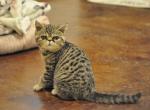 Shirley - Exotic Cat For Sale - Talco, TX, US