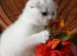 Lily - Scottish Fold Kitten For Sale - North Richland Hills, TX, US