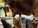 Elbereth - Burmese Cat For Sale/Retired Breeding - Seattle, WA, US