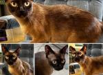 Galadriel - Burmese Cat For Sale/Retired Breeding - Seattle, WA, US