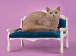 British shorthair Octavia - British Shorthair Cat For Sale - 